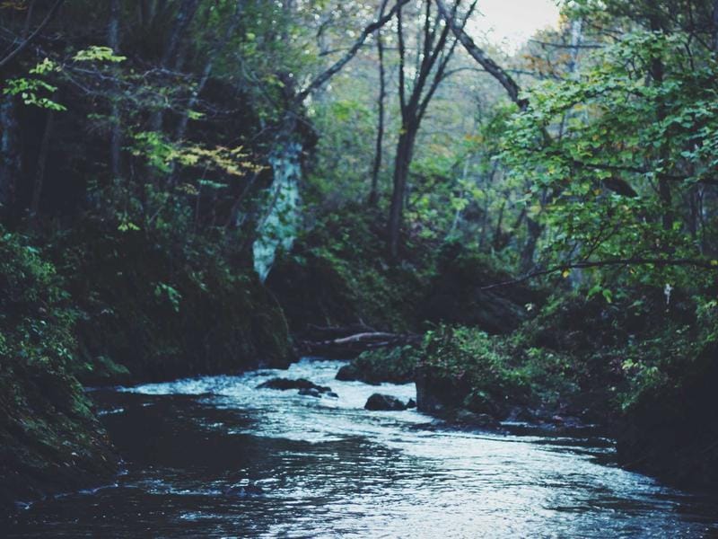 Soin du cuir chevelu professionnel